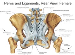 pelvis drawing 500px pelvis